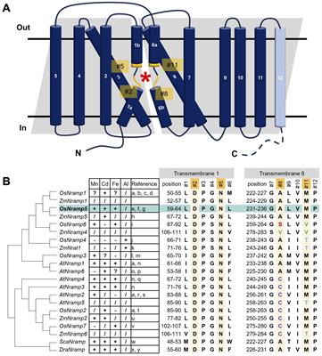 Engineering rice Nramp5 modifies cadmium and manganese uptake selectivity using yeast assay system